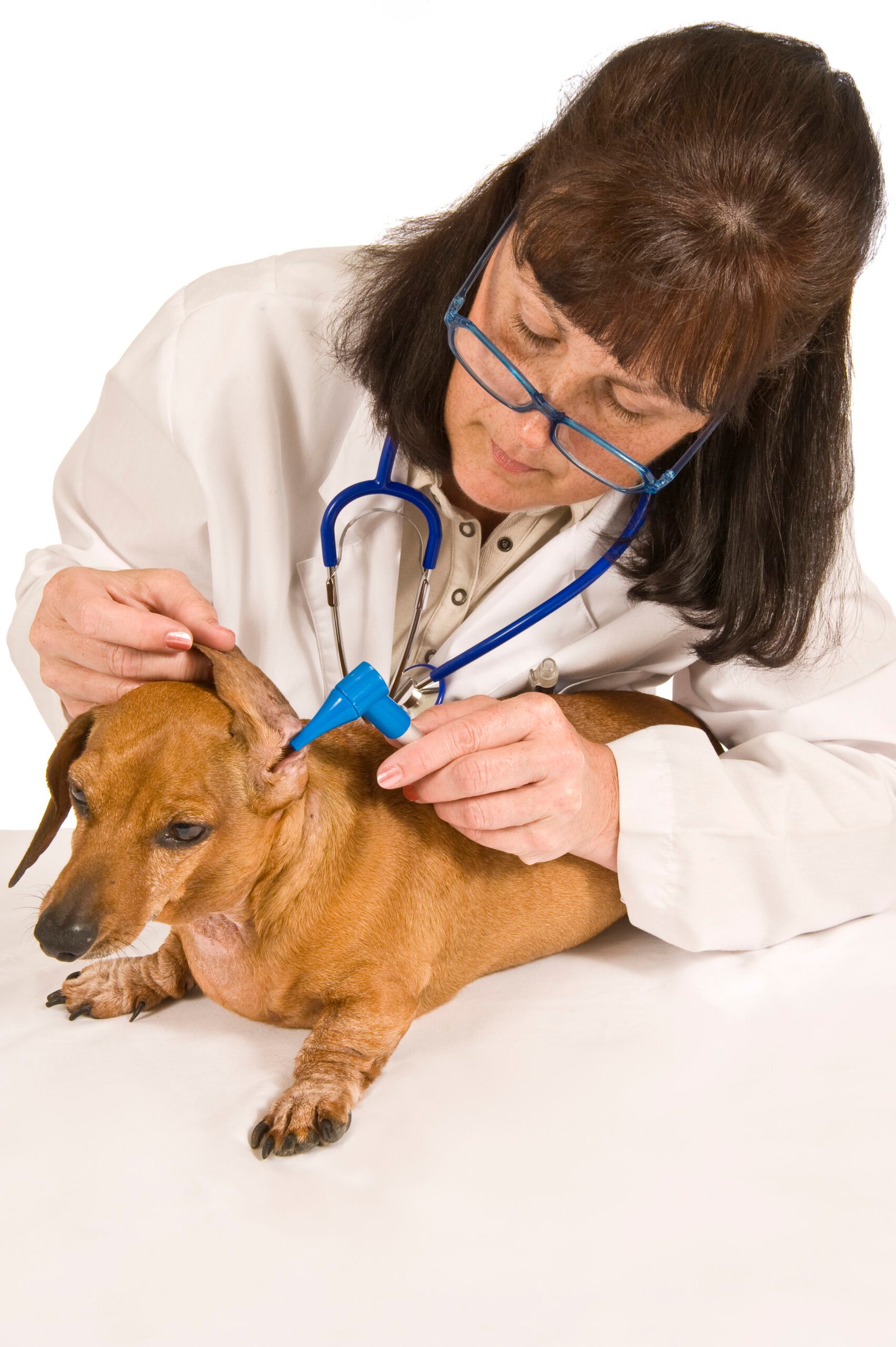 The Importance of Regular Checkups for Your Furry Friend’s Well-being