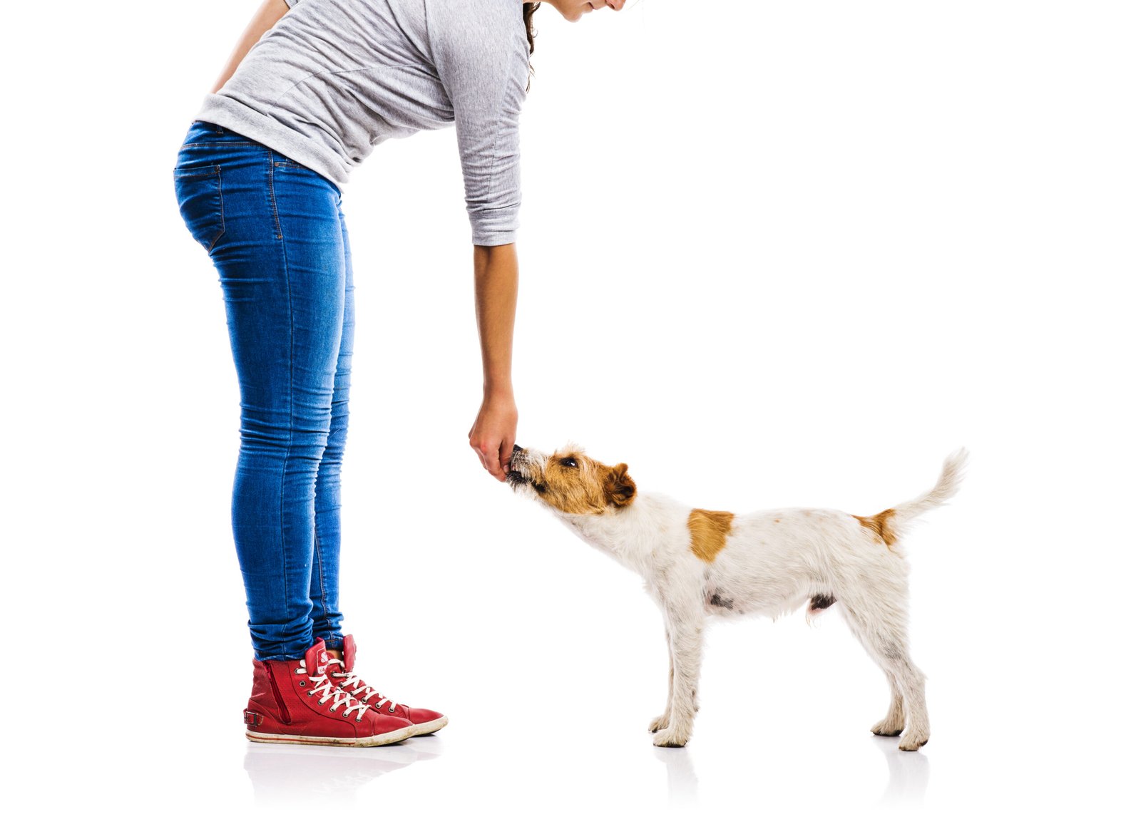 Top 5 Dog Training Myths Debunked